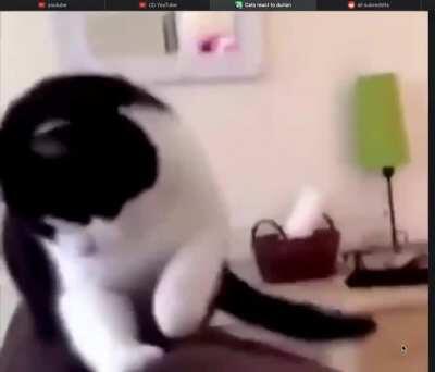 Durian makes cats (and my browser) react in weird ways