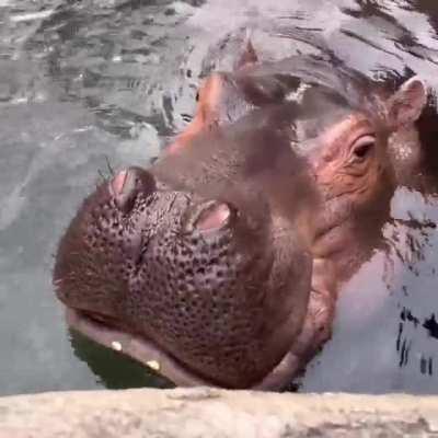 Hippos at the Cincinnati Zoo getting some pumpkin snacks.