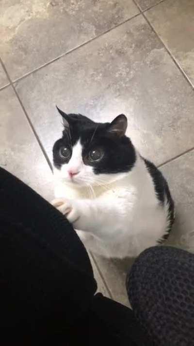 Buddha the fat shelter cat