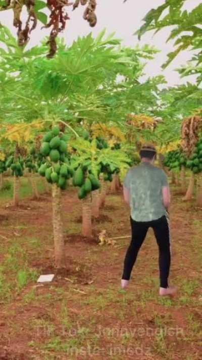 The papaya penetrator strikes again