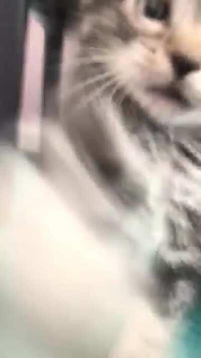 Finally found this old gem. Our former foster kitten Adam heard my mom vacuuming in the next room and decided the noise was coming from my phone. Logically the next step was to attack and hiss at it.