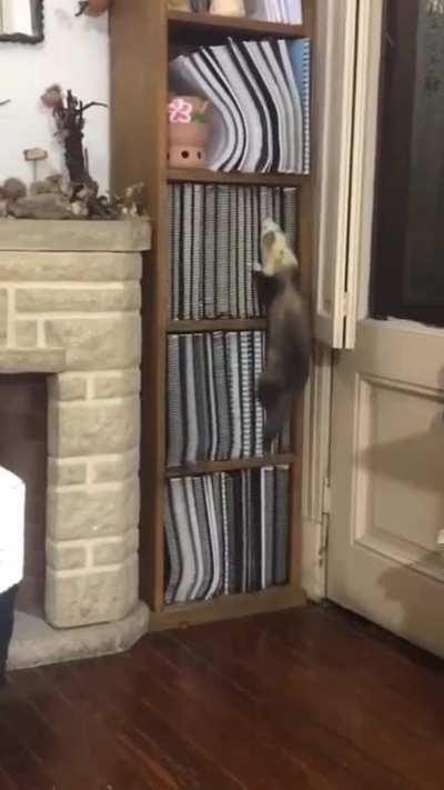 Inside his head 🤔