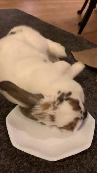 Big flop after eating a salad 🥺