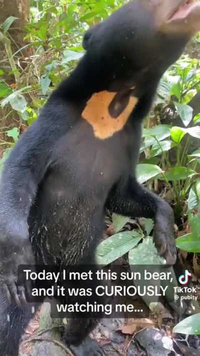 First time posting- the bear in this  video reminds me of Josh.