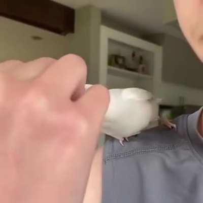 Party parrot anyone?