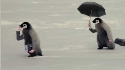 What if Birds have Arm's. 😂😂😂