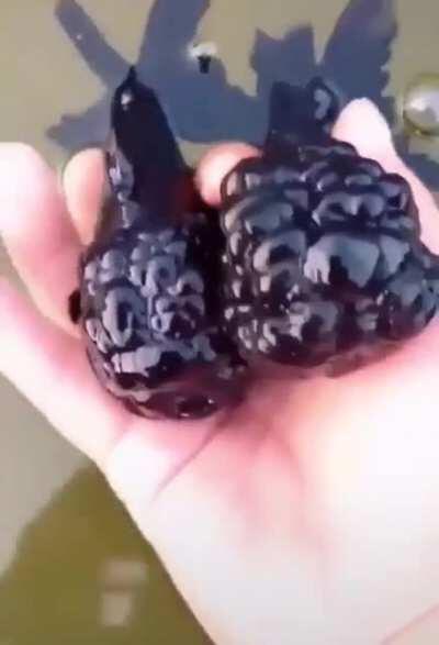 Black Oranda Goldfishes that look like mutant blackberries