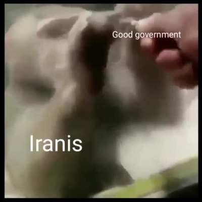 Applies to all ME, but it's a monkey 🇮🇷🐒