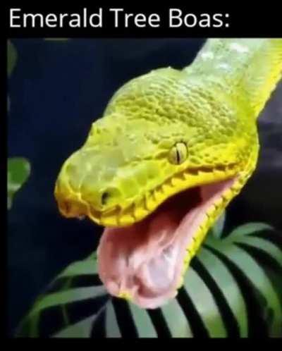 🔥Cute Emerald tree boa adjusting its jaw 🔥
