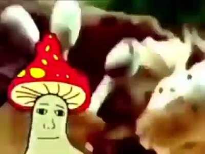 shroomjak