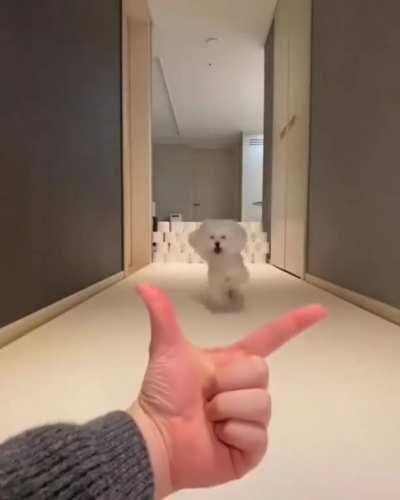 Nothing can come between you and your pupper