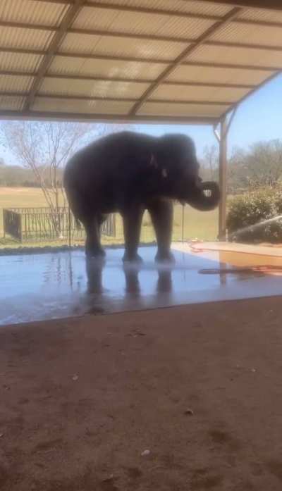 Elephant performs a headstand while getting a bath...an 8,000lb headstand! 🐘