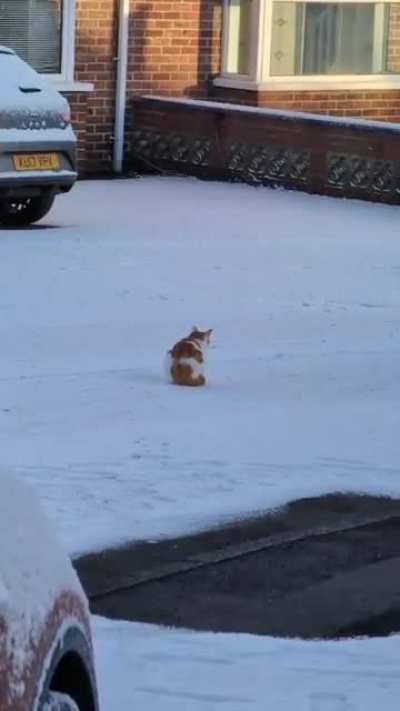 Alexander loves the snow!