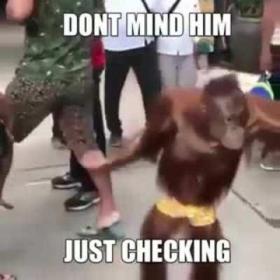 Monkey just checking, please let him check!