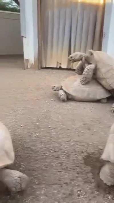 Open air orgy like no other!