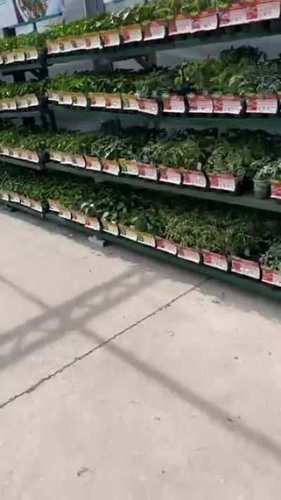 Just A Rabbit At Walmart