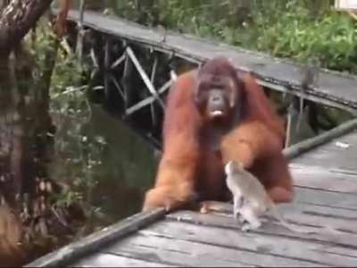 Monke try steal, monke fail