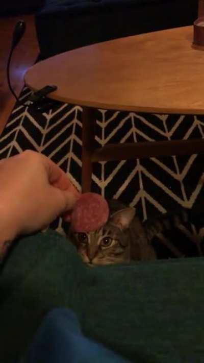 A little salami taps as a treat