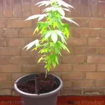 the life of a cannabis plant