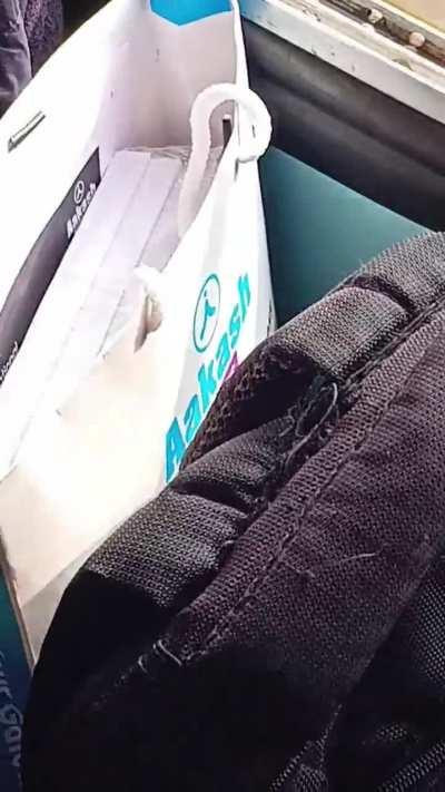 Isko rok du ya barbaad hone du?