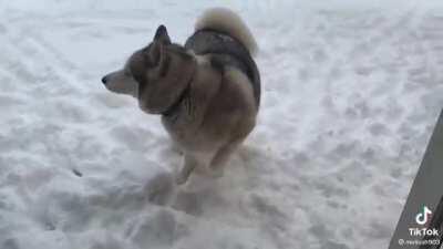 no mom i like the cold