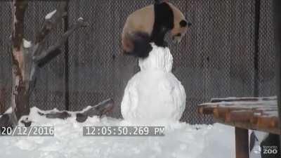 ViScoUs bEar deCapiTaTeS fRoZEn MaN iN BrUTaL MURdeR SUiciDE
