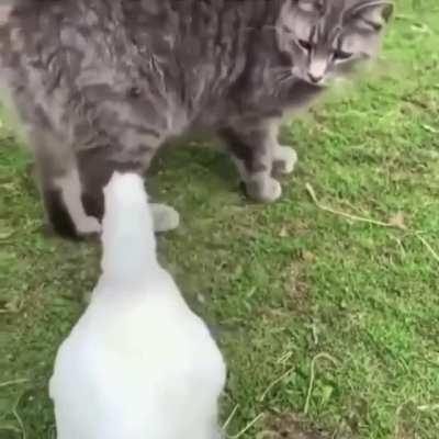 Играет в очко