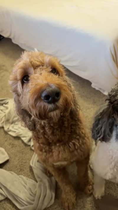 Always Begging for Special Attention After a Bath