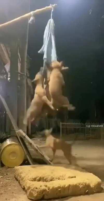 just hangin with my dogs