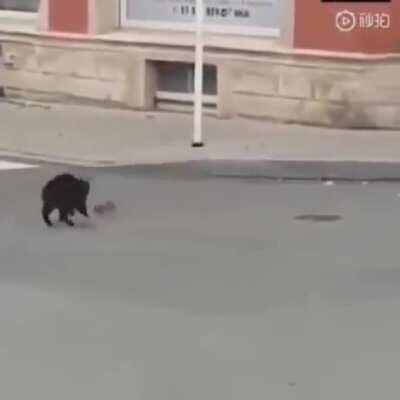 Trying to hunt a rat