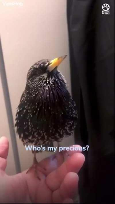 This European Starlings Crazy Mimicry