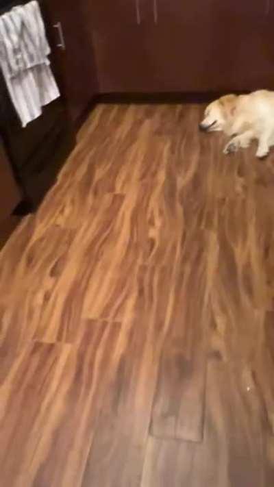 The dog only react to one sound.