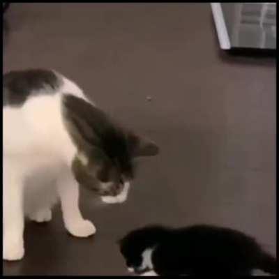 the initiation of life