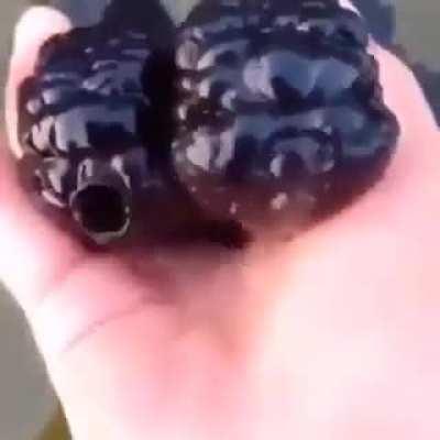 🔥These are Black oranda, a type of fancy Goldfish