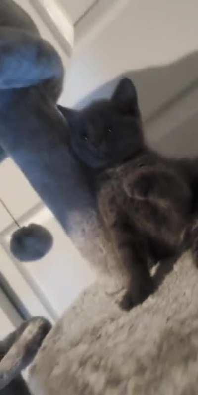 Link and her tiny tippy taps. She's so ferocious!