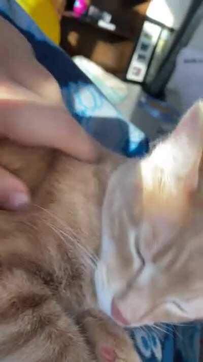 He was playing and being rambunctious, then raced over to me, pounced on my lap, purred, and then raced back to his playing.