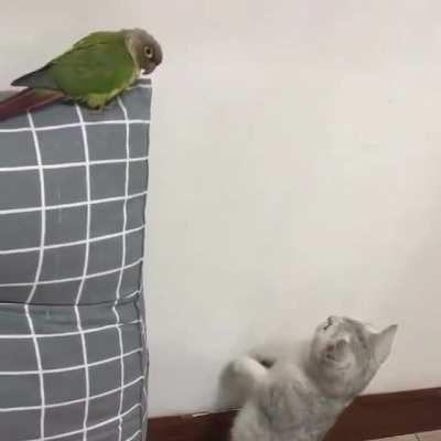 To sneak up on a bird