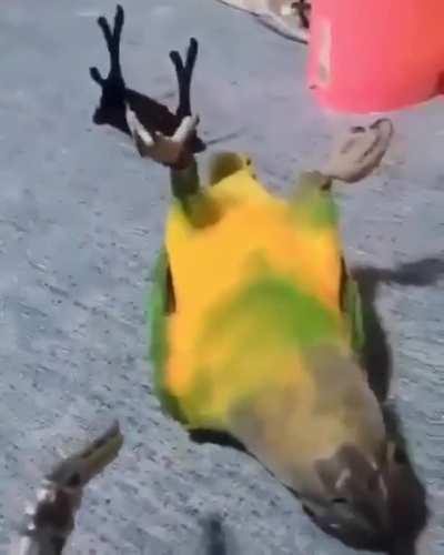 And the Oscar goes to.......