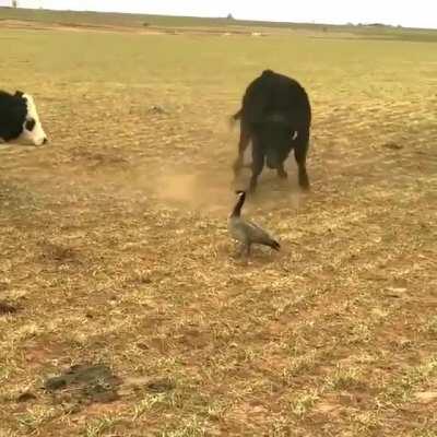 🔥 Cows trying to scare Canada goose