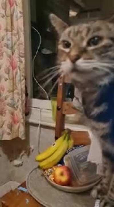 Is a creak a squeak? There's no Subreddit for Yoshi's noise.