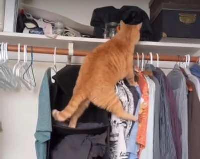 Brain Cell Disconnected