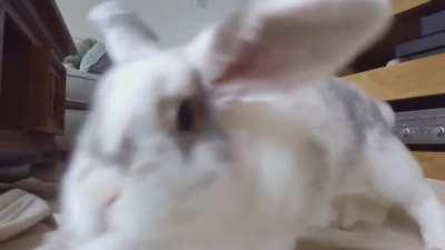 I'm hearing the Indiana Jones theme over Wilfred's escapade.