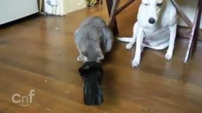 Not all crows are evil