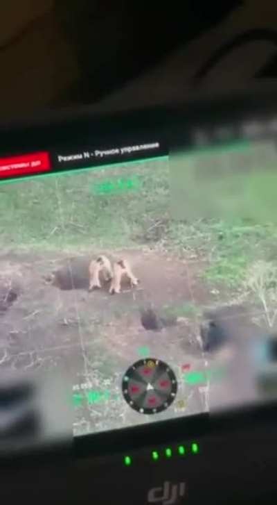 A fierce hand-to-hand combat between marmots, Ukraine, April 2025