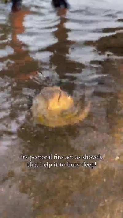 Длинноносый звездочет из Сингапура. Эта рыба целиком закапывается в песок, выставляя наружу только голову, и &laquo;смотрит на звезды&raquo;, ожидая добычи.