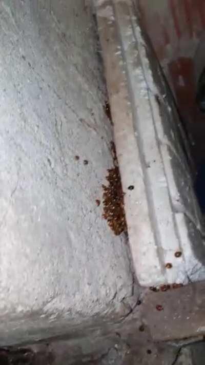 MildeInteressant: Habe mit einem Freund im Keller seiner Gartenhütte eine Marienkäfer-Kolonie gefunden.