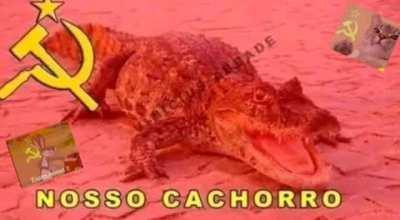 Nosso cachorro