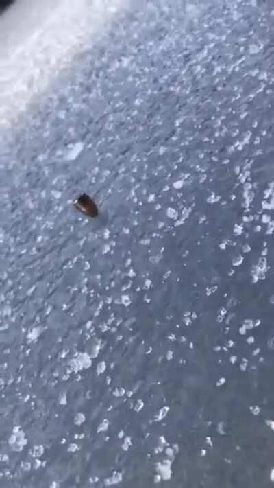 Bullet spinning on ice
