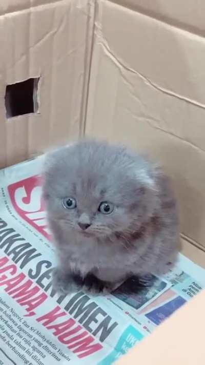 Illegally smol dustball. Still looking for names for this baby boy!