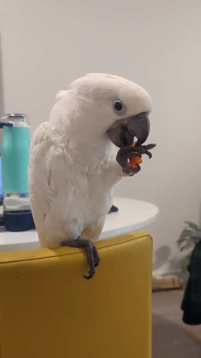 My Sous Chef getting the veggies finely minced for dinner